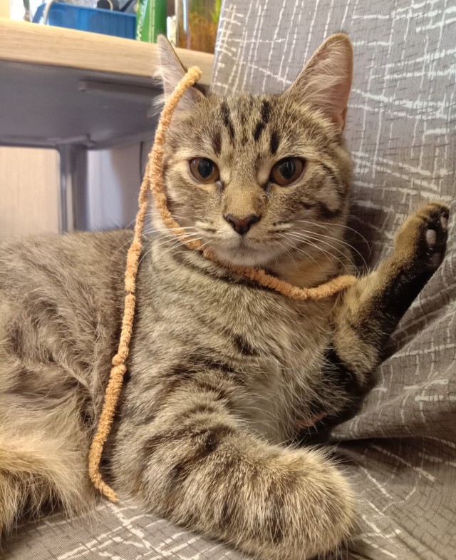 Ура! Котовторник.