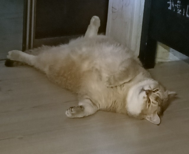 Отдали кота