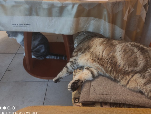 Вот и дочь стала рабом (котовторнику посвещается)
