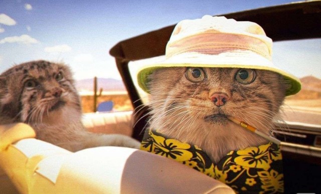 Котоюмор на ЯП. Веселые кото-картинки!