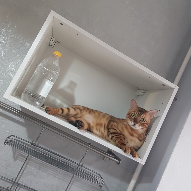 Котоюмор на ЯП. Веселые кото-картинки!