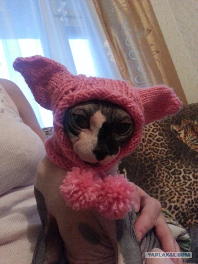 Котовторник  19.03.2013