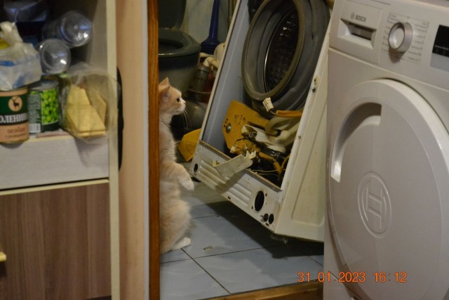 Вы хочите кошек, их есть у меня...