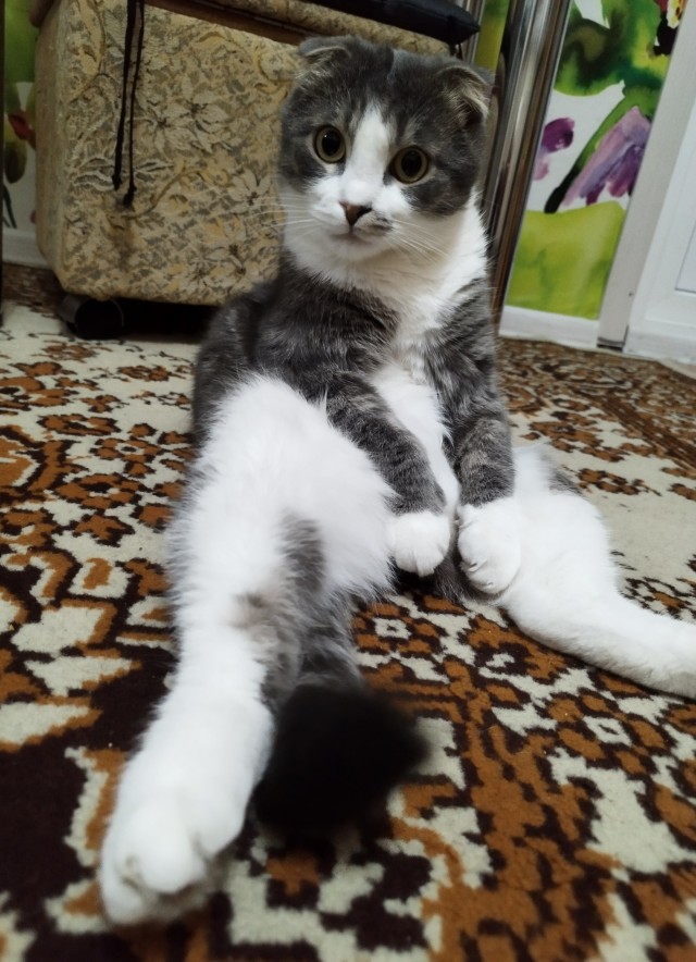 Сегодня всемирный день кошек!