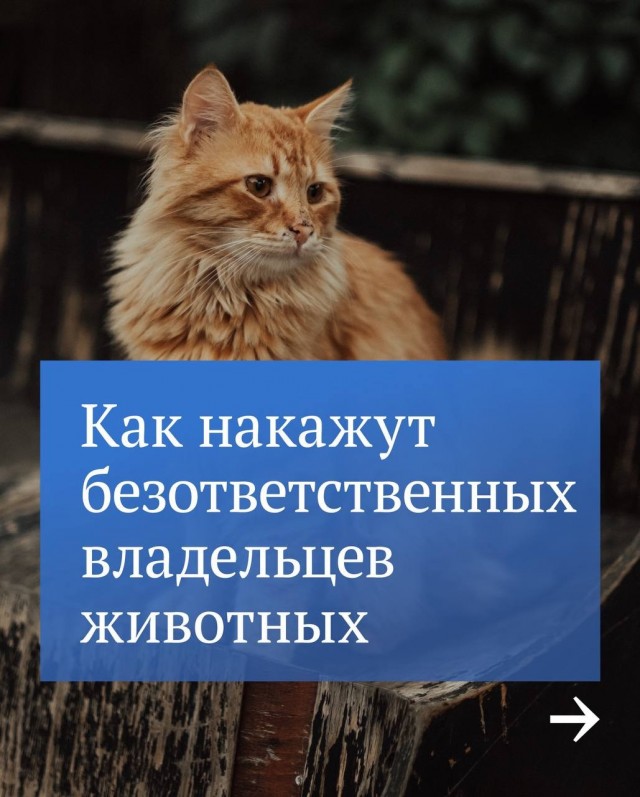 За жестокость к животным и избавление от питомцев могут установить крупные штрафы