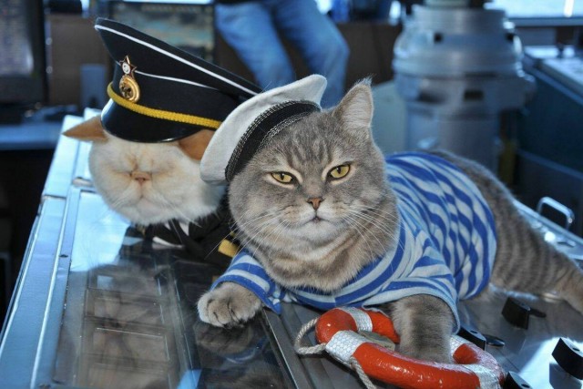 Начинаем котофторник?
