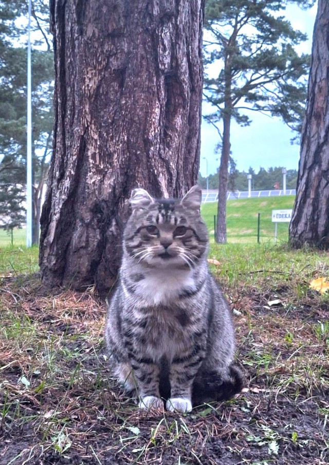Котовторник
