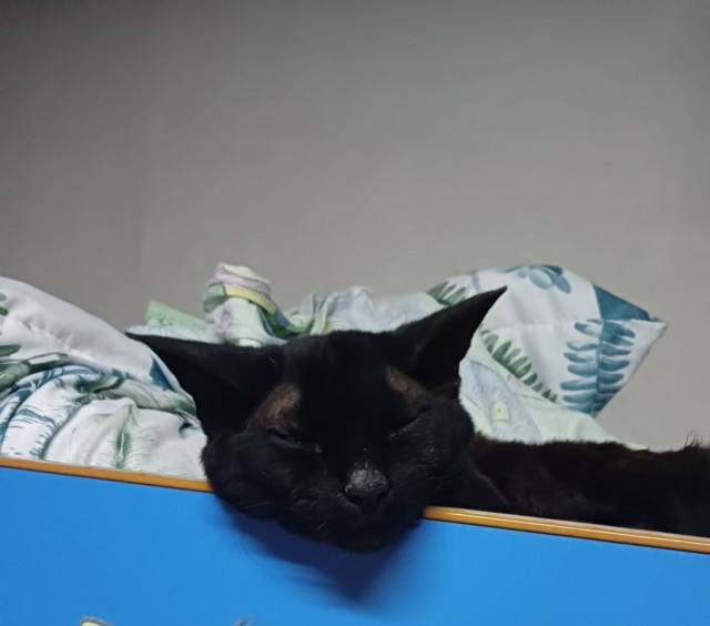 Жизнь домашнего приюта "Котоленд" 414