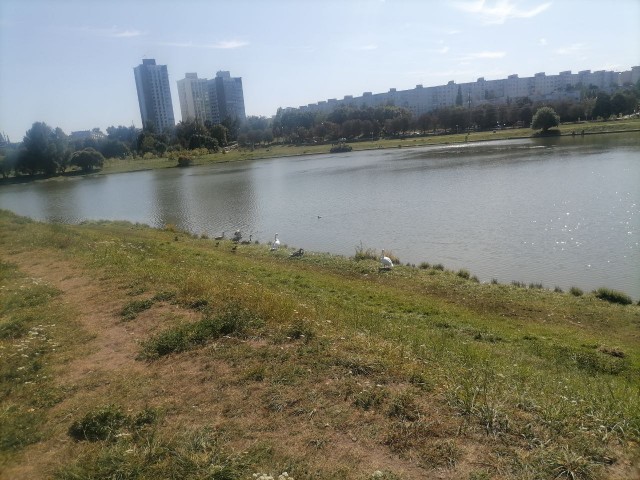 Зима лебеди