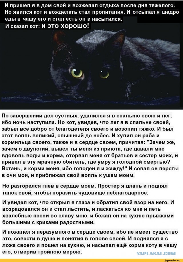 Бытие кота