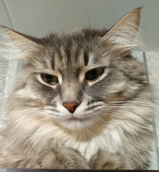 С котовторником ЯПовцы