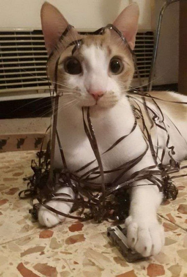 Котовтоник в картинках