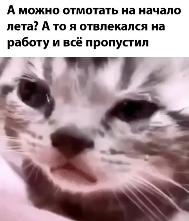 Весёлый полтишок 27.08.24