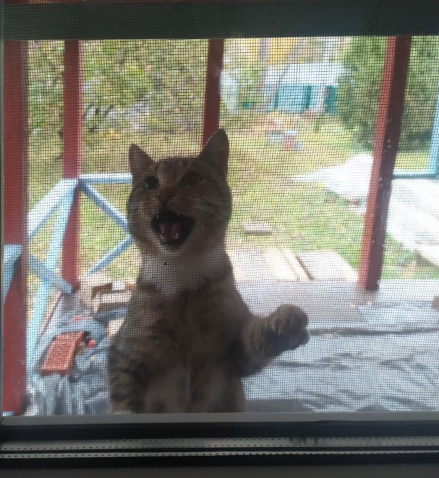 Жизнь с котом в одной картинке