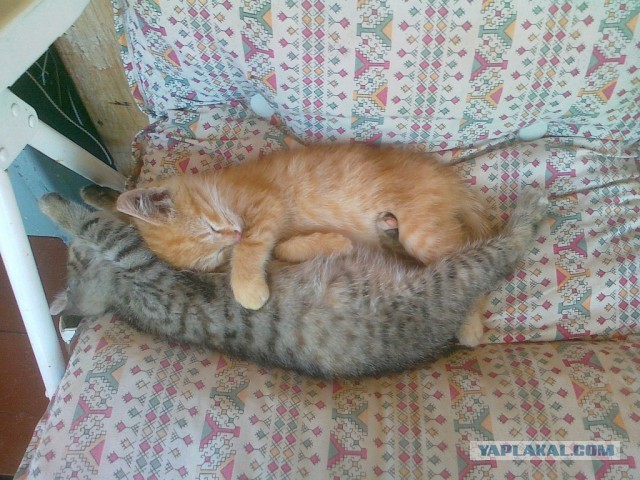 Котовторник 04.06.2013