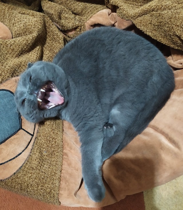 Который вторник