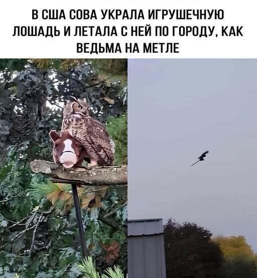Сова беспределит