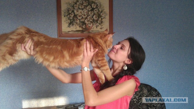 Немного о  Мейн Куне.