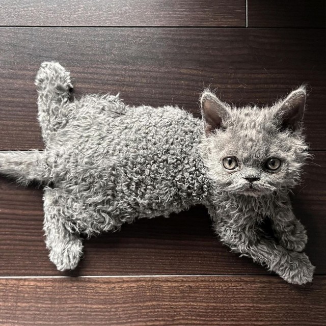 Кудрявый котовторник.