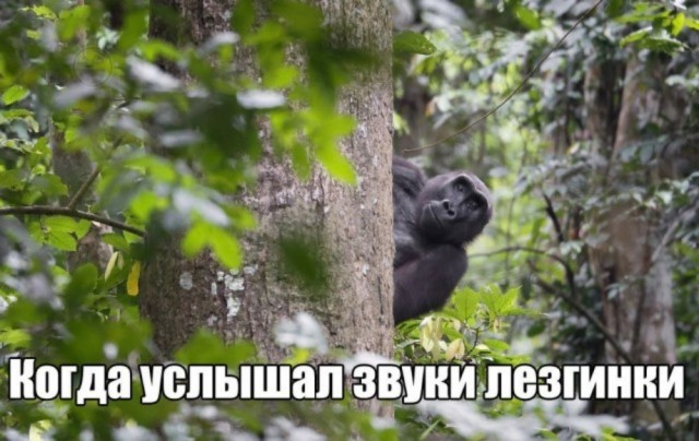 Пора деградировать. Дичь
