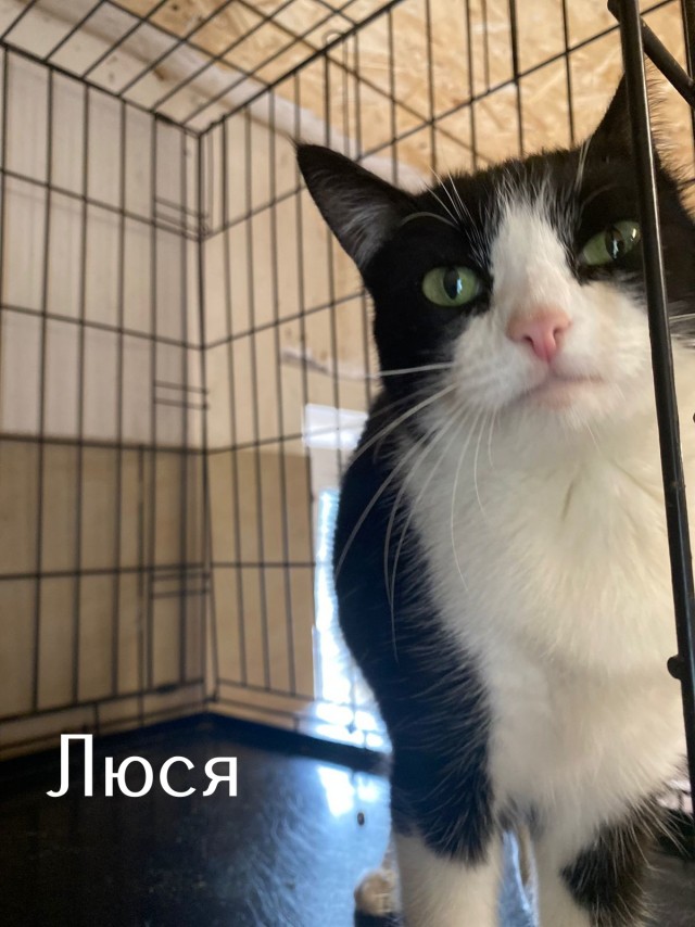 Жизнь домашнего приюта "Котоленд" 508