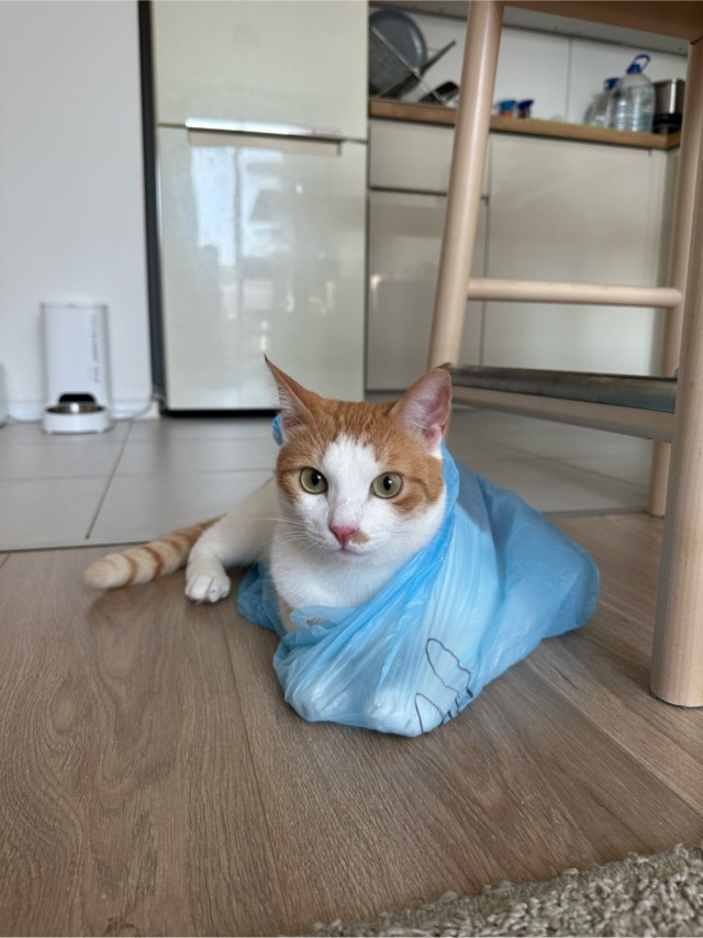 С котовторником!