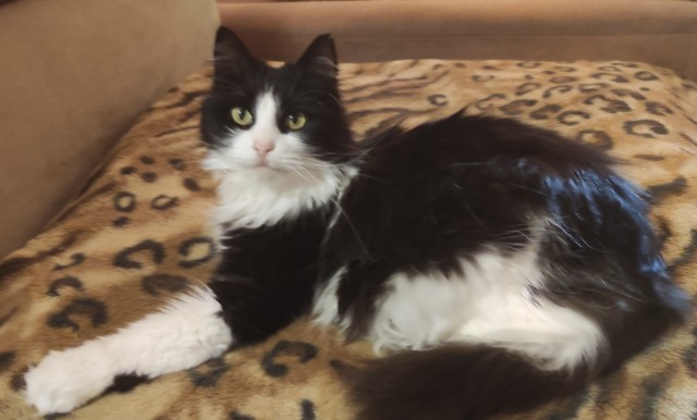Котовторник кончился