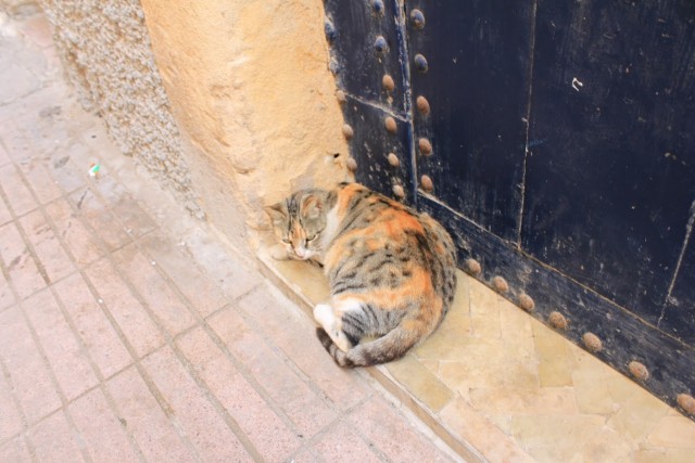 Уличные кошки Марокко