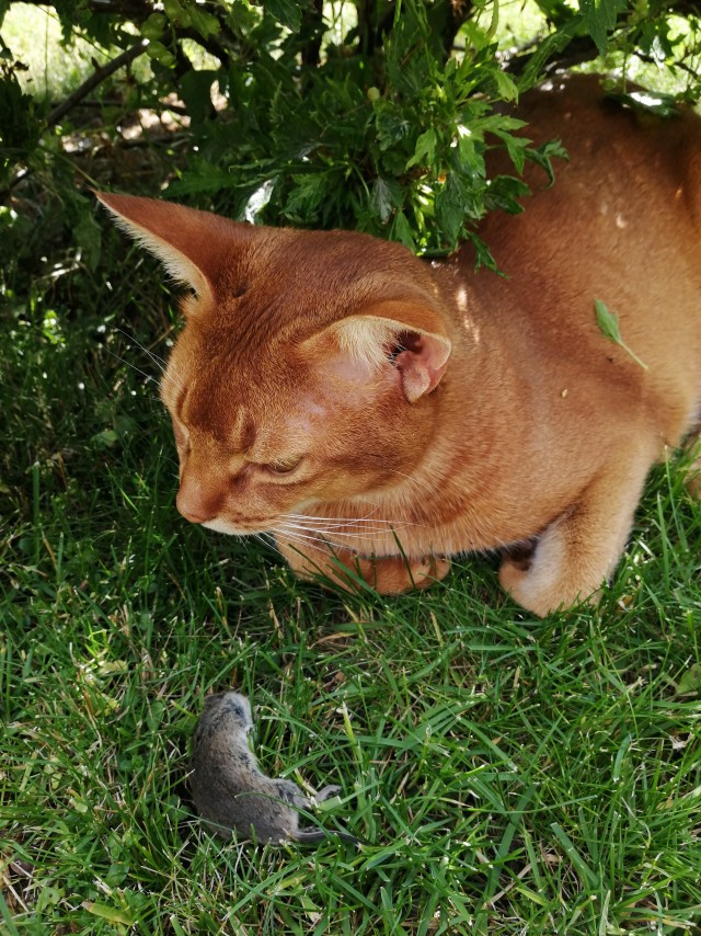 Идеальные охотники