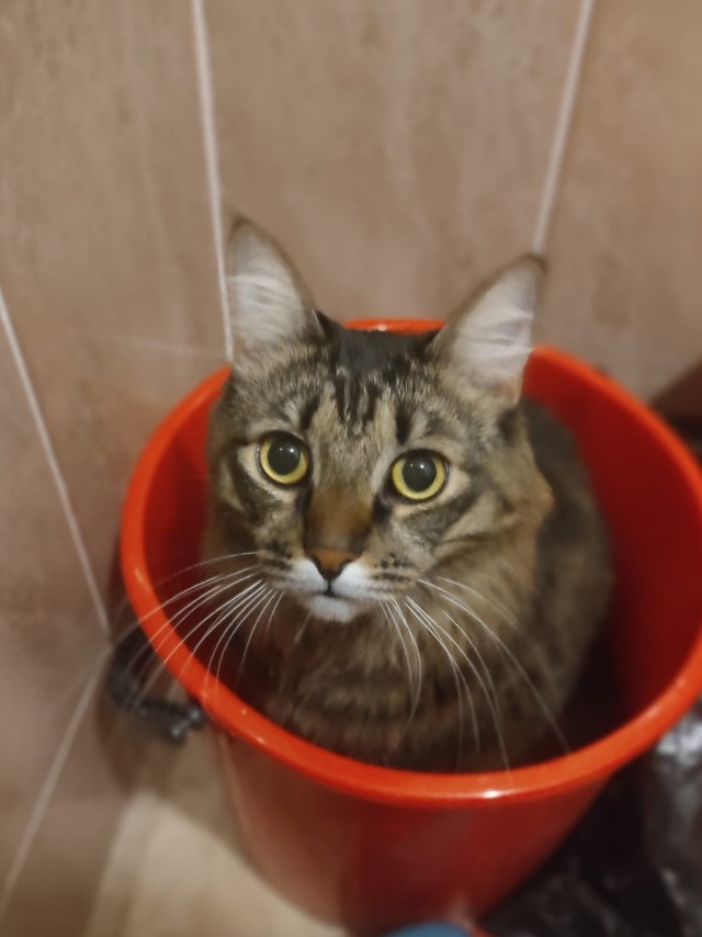 К котовторнику