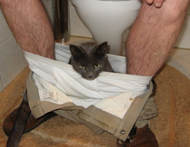 Как объяснить коту что...