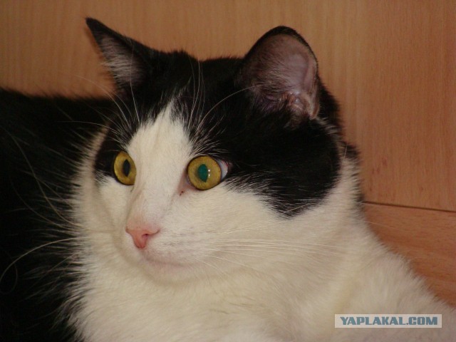 Котовторник 23.07.2013