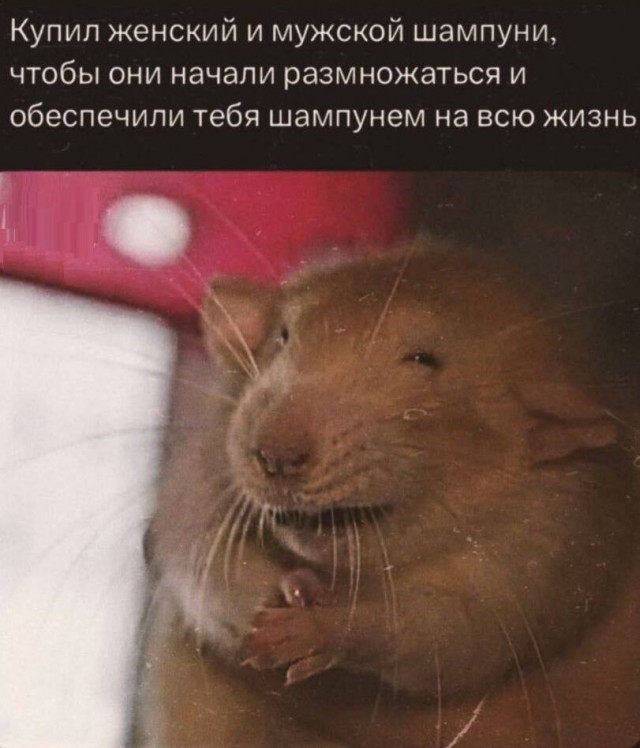 Картиночки, баянчики 24 апреля