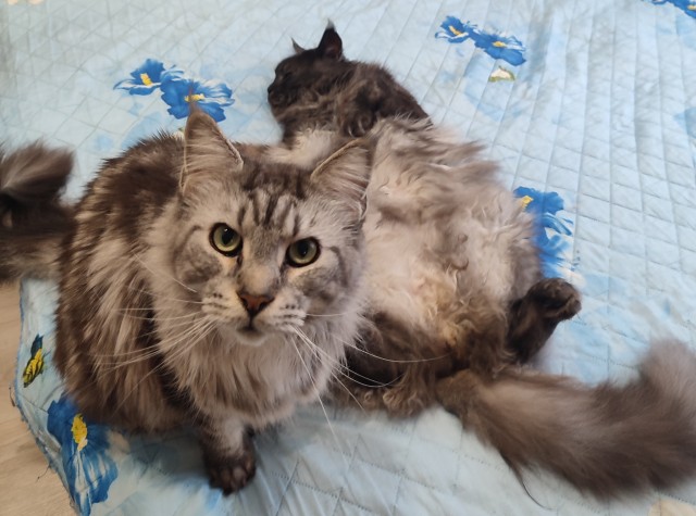 Ну’с с котовторником Вас товарищи