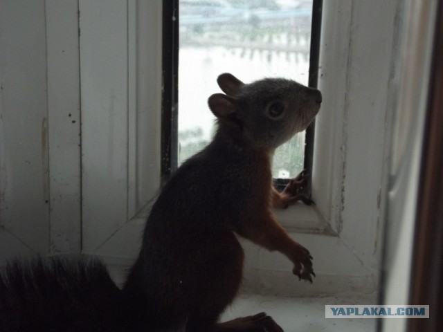 Сходили на пикник а там секАс кругом