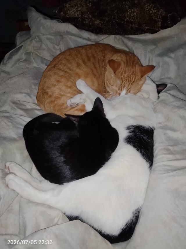 Котовторник