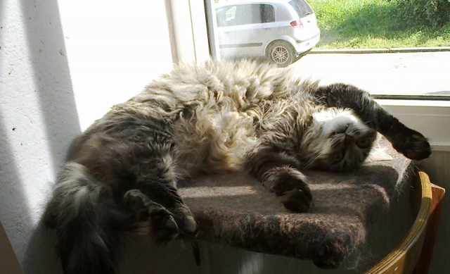 Котовторник   27.08.2013