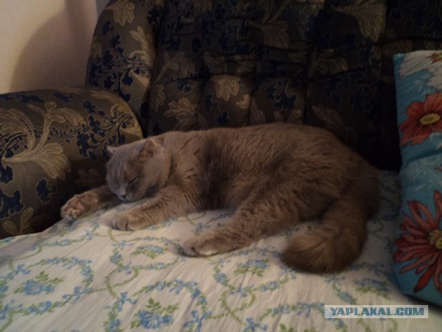 Дешёвый дом для кота.