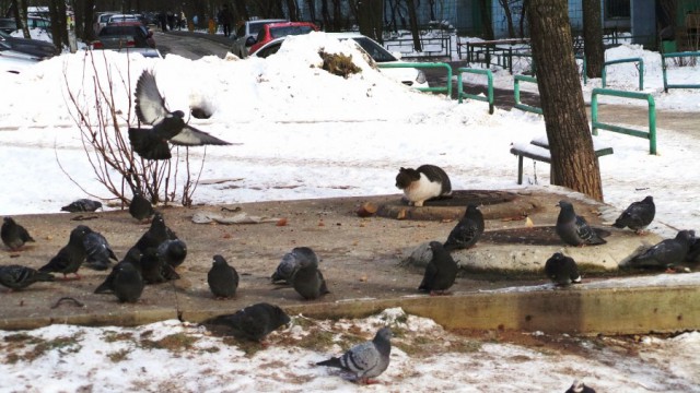 Кот, который унижает пернатых