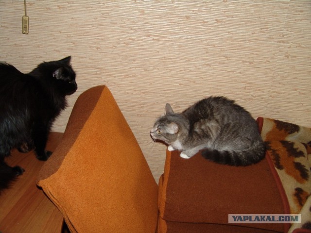 Котовторник 01.04.2014
