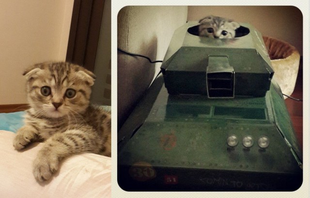 Котовторник   15.04.2014