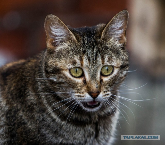 А у тебя есть фото твоей зевающей котейки ?