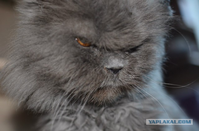 Котовторник 09.09.2014