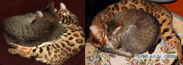 Моим котам