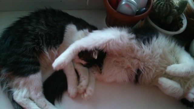 Котовторник