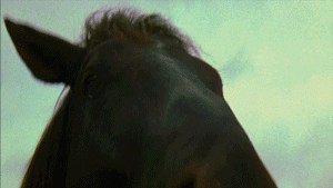 Она все-таки дошла!