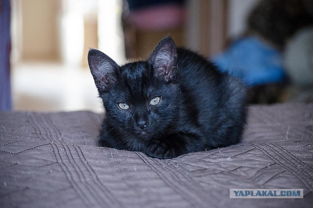 Котовторник 12.05.2015