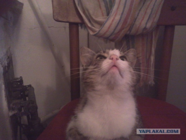 Котовторник