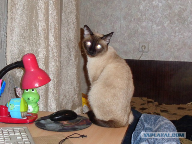 Чудо чудное
