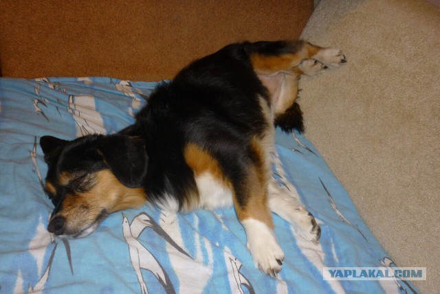 Собакочетверг же, ау!